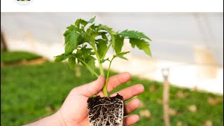 Порно бәйбішесі