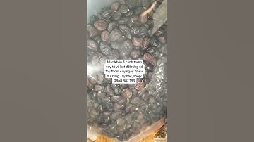 Mắc khén 3 cánh thơm cay tê và hạt dổi rừng cổ thụ thơm cay ngậy. Gia vị núi rừng Tây Bắc.