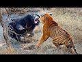 Top 3 black bear vs tigerliontop 3 bear smash tiger liontop 3 liontiger attack black bear