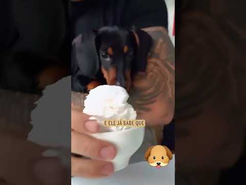 Mentiras🐕🤭😅 #animais #cachorrocaramelo #dogs #humor