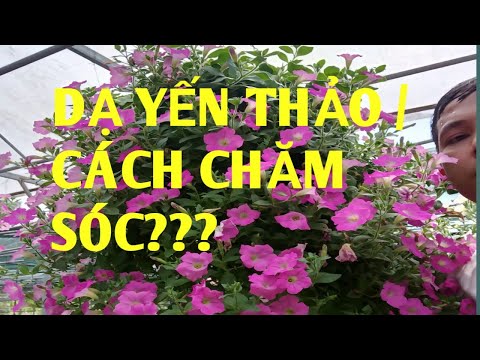 Video: Bí quyết làm vườn - cho petunias ăn