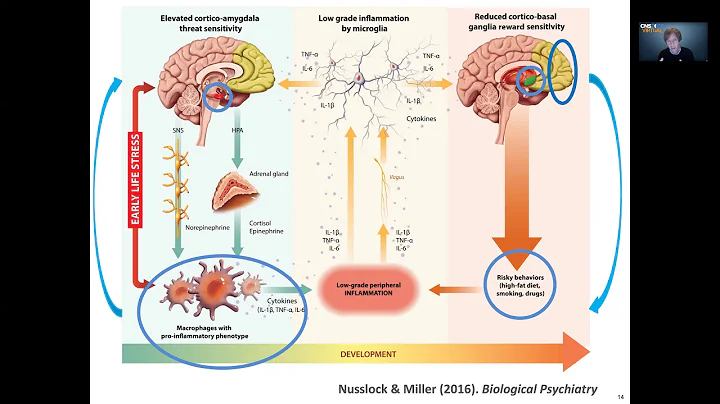 Executive and Emotion Regulation Networks Associated with Resilience to Poverty and Early Adversity