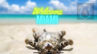 Mango: Miami's Coolest Cat by ModernCoolCats 15 views 3 months ago 2 minutes, 36 seconds