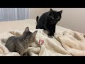 兄猫のフミフミを見てドン引きする子猫【保護猫】