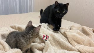 兄猫のフミフミを見てドン引きする子猫【保護猫】