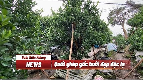 Quất ghép gốc bưởi đẹp độc lạ | Quất cảnh Tết.