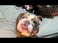 This dog😂 #englishbulldog #bulldog #puppy #funnydog #dogvlog #mvp #willie #cleaning #washingclothes