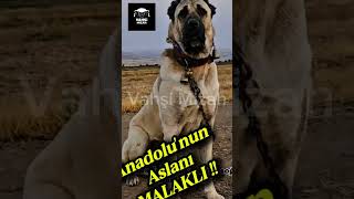 Köyde AKTİF FAY HATTI BULUNDU! 😳 | Malaklı Gerçeği
