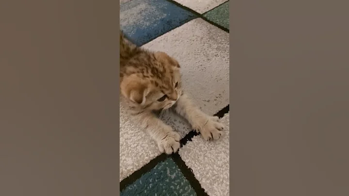 Video 11813861: cats kittens meowing cute, little kitten meowing cat