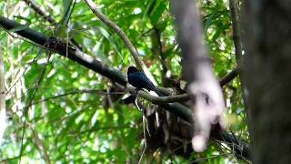 Download Lagu Drongo-cuckoo Asian 019 MP3 Download Lagu Drongo-cuckoo Asian 019 MP3