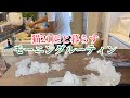 猫21匹多頭飼いのモーニングルーティンMorning routine for living with 21 cats