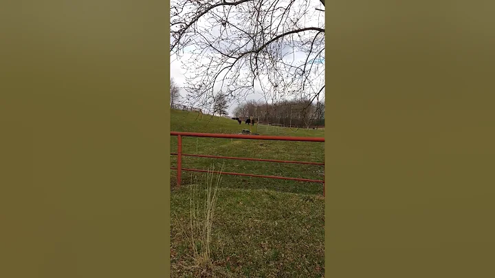 Baby Cows