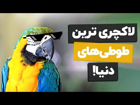 تصویری: اثبات نادر زندگی برای طوطی گریزان استرالیایی