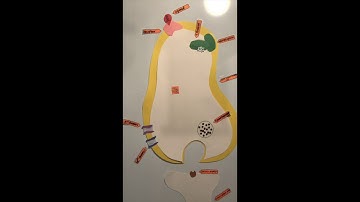 Signal Transduction Pathway animation