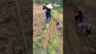 Farming on inclines: the importance of terraced systems