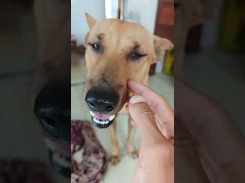 Lu Is Recruiting A Lover Huh Lu Haha Dog Pets Cute Yeulu