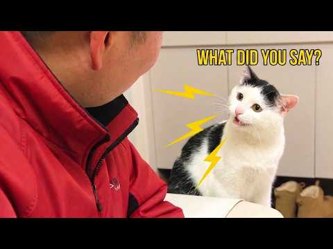 Talking Cats That Will Make You Laugh All Day 😹