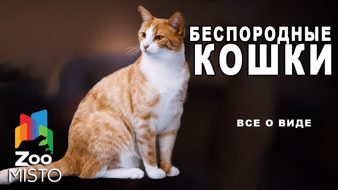 Коты Без Породы Фото