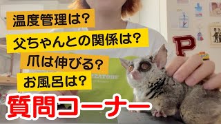 【質問コーナー前編】みんなの疑問に回答！ショウガラゴのピザトル