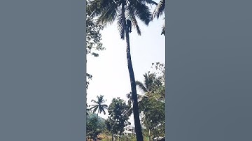 coconut tree climbing machine tree climbing tools#shorts