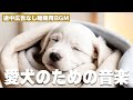 愛犬を落ち着かせて癒すリラックス音楽（途中広告なし） / 12時間BGM / お留守番 / 雷対策 / ストレス解消