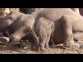 Adorable Baby Elephant Loves Climbing On Mom