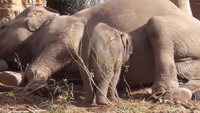 Adorable Baby Elephant Loves Climbing On Mom - YouTube