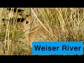 Idaho Native Plants: Weiser River BLM