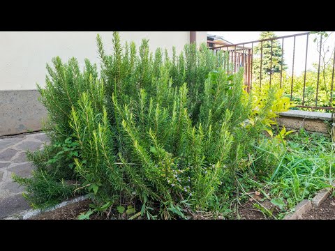 თუ გრძნობთ, რომ გონება და სხეული დაგეღალათ, გამოიყენეთ ეს ძლიერი და არომატული ბალახი.