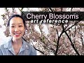 Cherry Blossoms Beautiful Sakura Flowers| art reference |olivia and pindot | royal botanical gardens