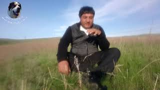 Алабай на охране может убить человека. Алабай на охране может убить человека.