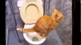 Кот который сам ходит на унитаз ) Кот который сам ходит на унитаз )