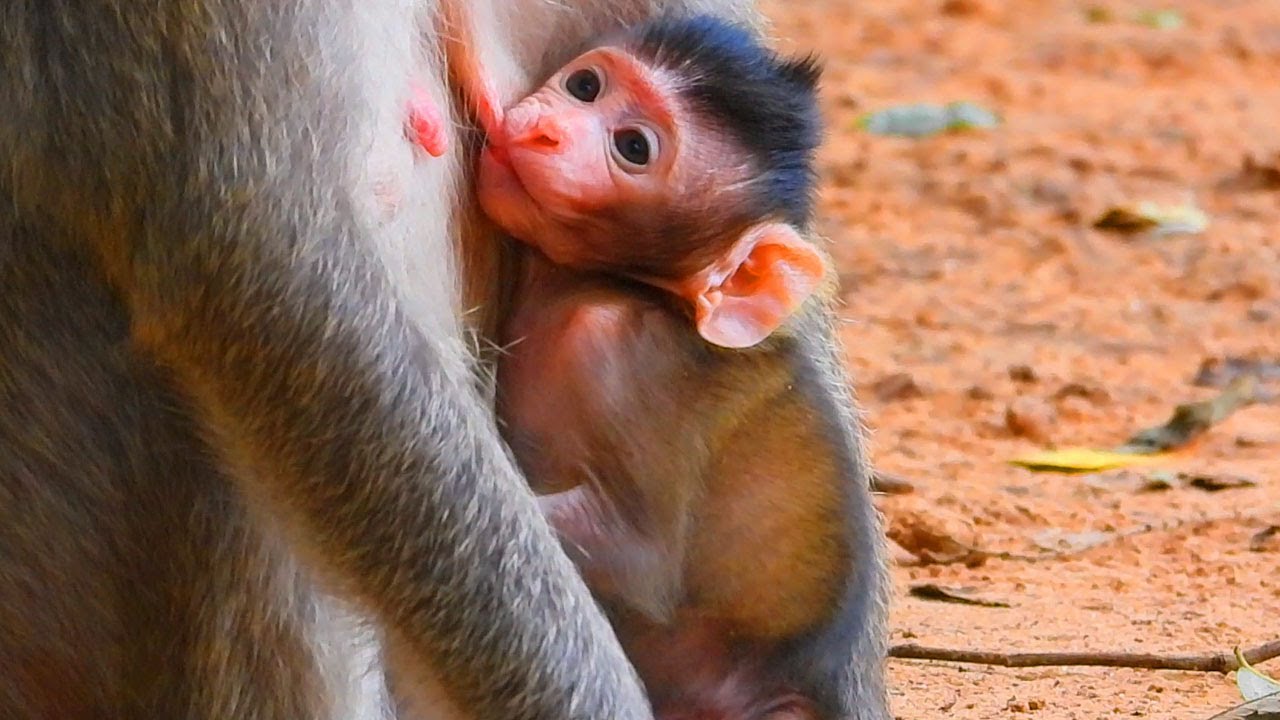 Drink milk till no flow out! Baby Jesmin try strong bite milk cos no more flow out