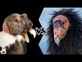 Andean Condor vs California Condor - Who Is Stronger And Would Win In A Fight?