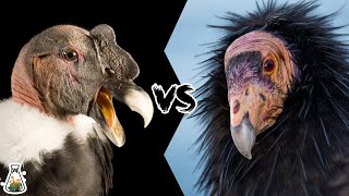 Andean Condor vs California Condor  Who Is Stronger And Would Win In A Fight?