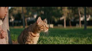 Gyroflow OFX Beta Test for Anamorphic Workflow