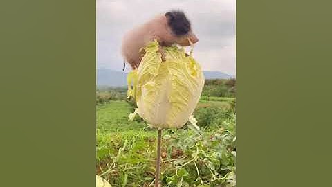 #Shorts Heo Nhảy / ANIMAL #53