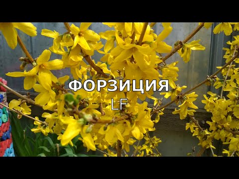 Видео: Форзиция /Раннецветущий, декоративный кустарник/