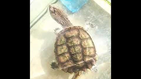 nuôi rùa Common trong bể kính