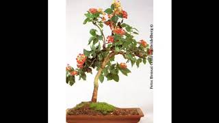 Lantana Bonsai by Hunting plant | Beautiful Flower Plant