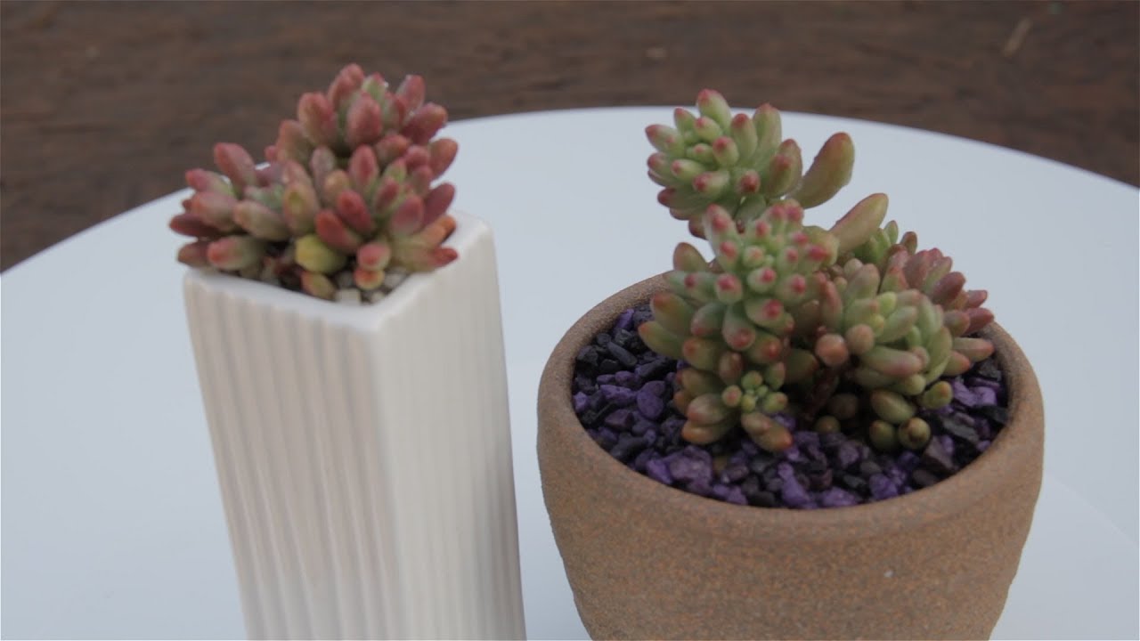 Sedum rubrotinctum variegata Aurora Borealis
