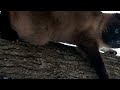 Siamese cat getting down from tree | 나무에서 내려오는 샴고양이