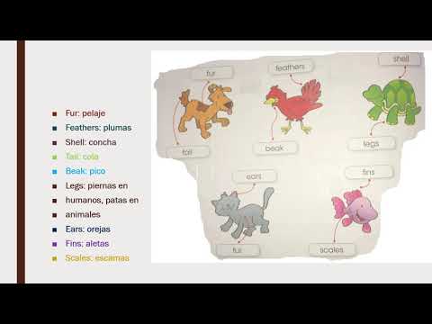 Characteristics of animals 2ND - YouTube