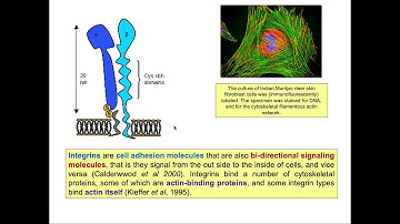 Unlock the Secrets of Understanding Protein Interaction with Integrins! #BME210
