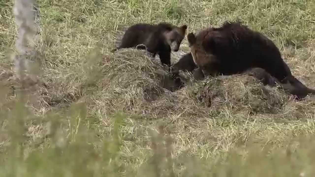 sony xperia xa1 ultra Grizzly cubs active around mother eating a bison carcass - Yellowstone
