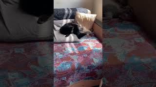 Я злой и страшный серый волк!)))) #shorts #tiktok #cat #goat #кузенька #animals #котик #йорки