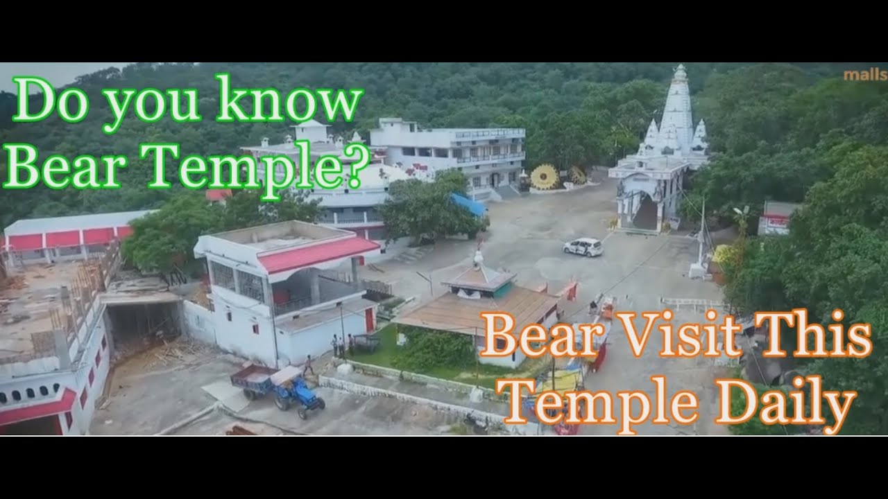 Do you know Bear temple? Bear daily visit this temple during aarti and leave after eating offerings