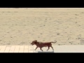 Run Puppy, Run!