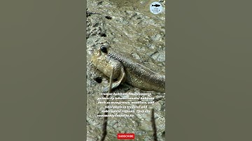 ABOUT MUDSKIPPER HABITAT