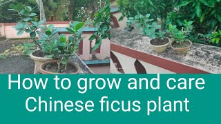 How to grow and care green island ficus plant